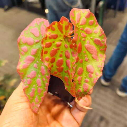 Бегония PINK  SPOT