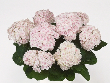 HOVARIA HOPALINE/ХОВАРИЯ ХОПАЛАЙН(Стандарт поставки Р9)2025г.