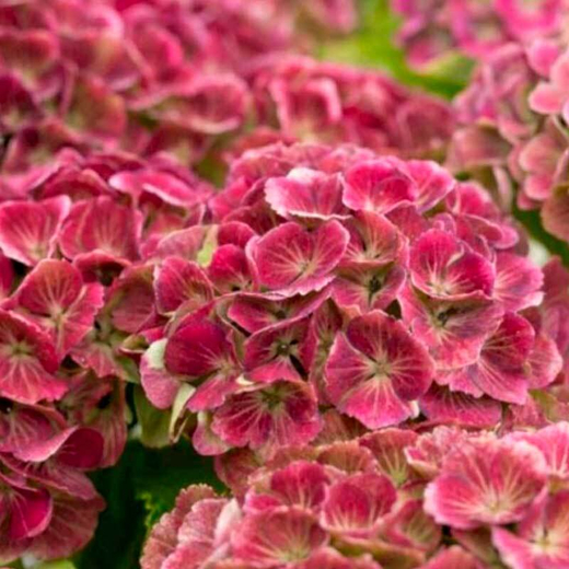 Гортензия крупнолистная Мэджикал Джевел Пинк С2 Закупка М31 апрель 2026