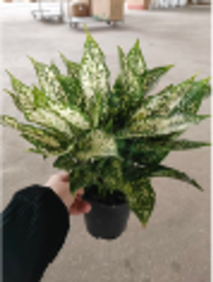 Аглаонема Emerald Bay д.16