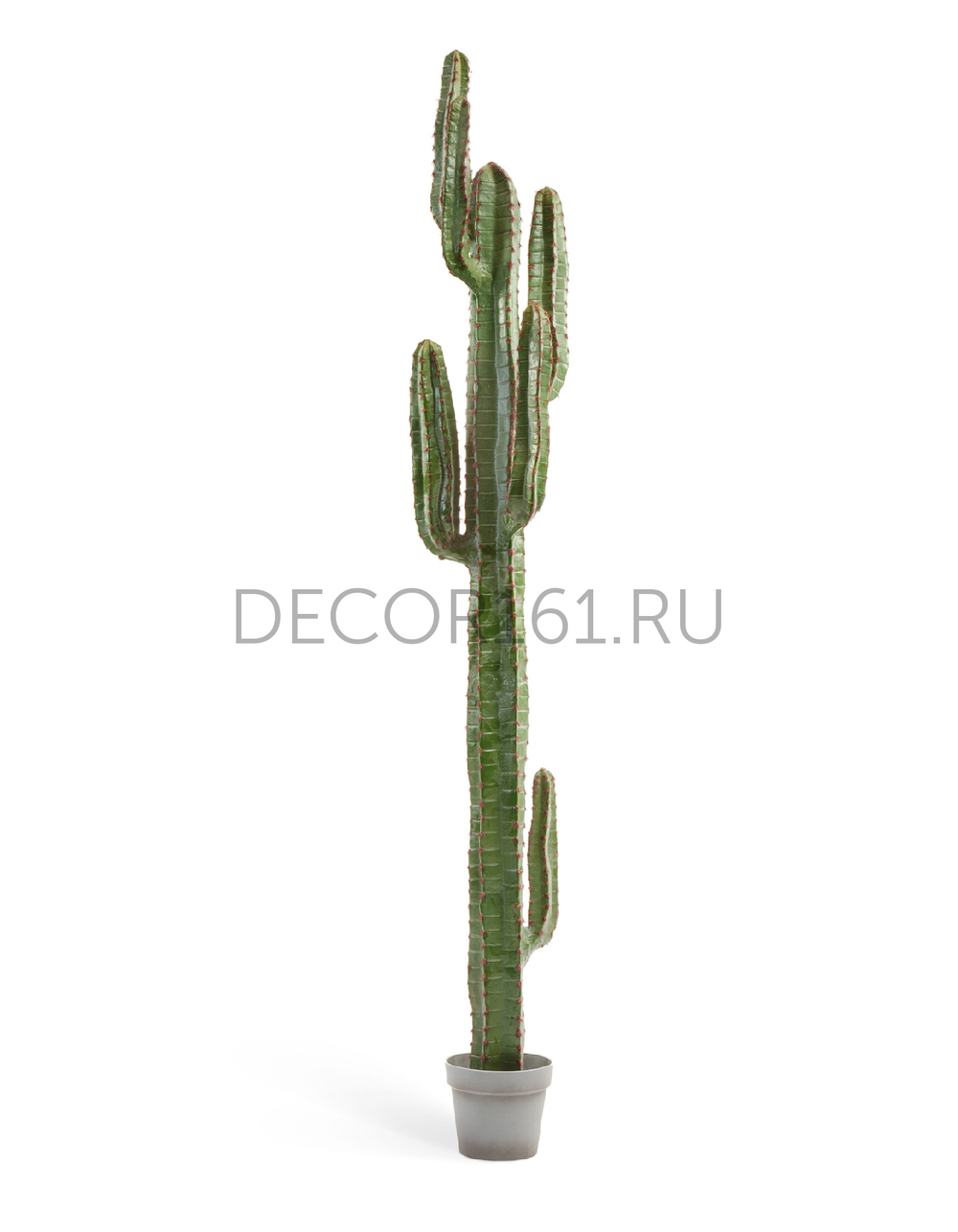 Кактус Цереус Мексиканский в-200, д-30 см 1/1 10.091828N