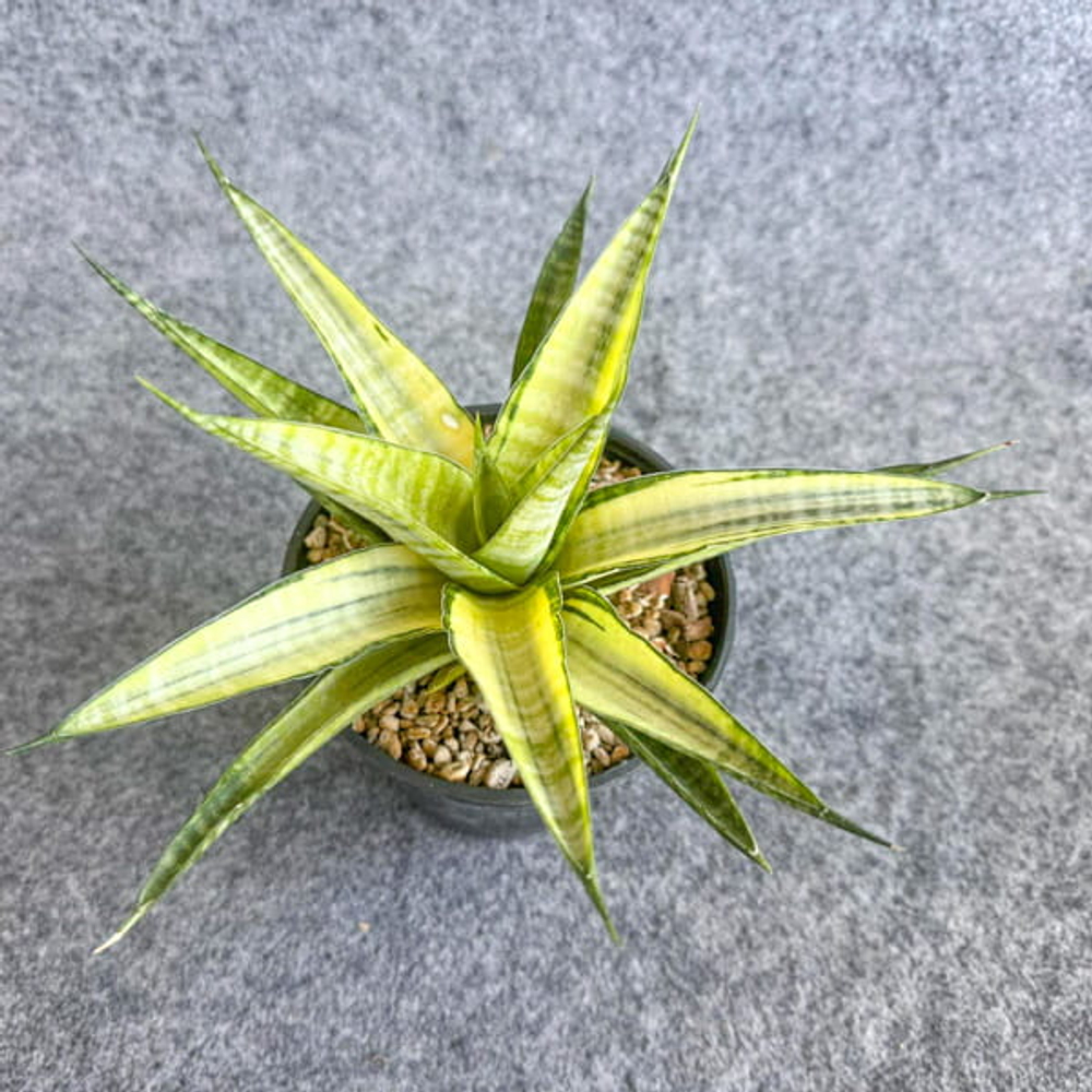 Сансевиерия CHAIYO VAR