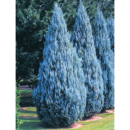 Можжевельник скальный Moonglow   (Мунглоу) 80 см