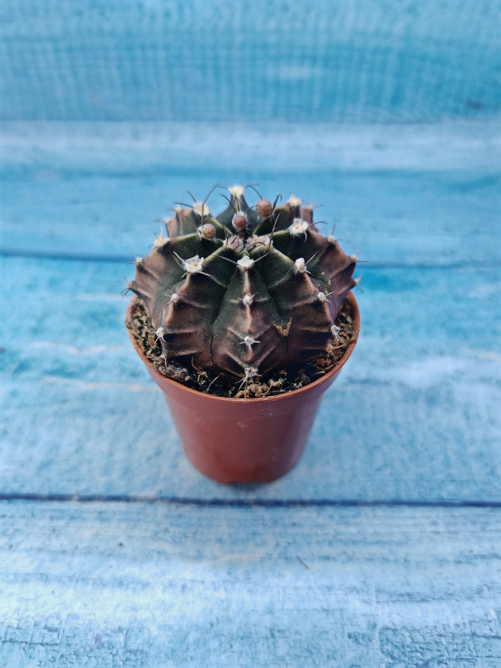 Gymnocalycium Friedrichii (Гимнокалициум)