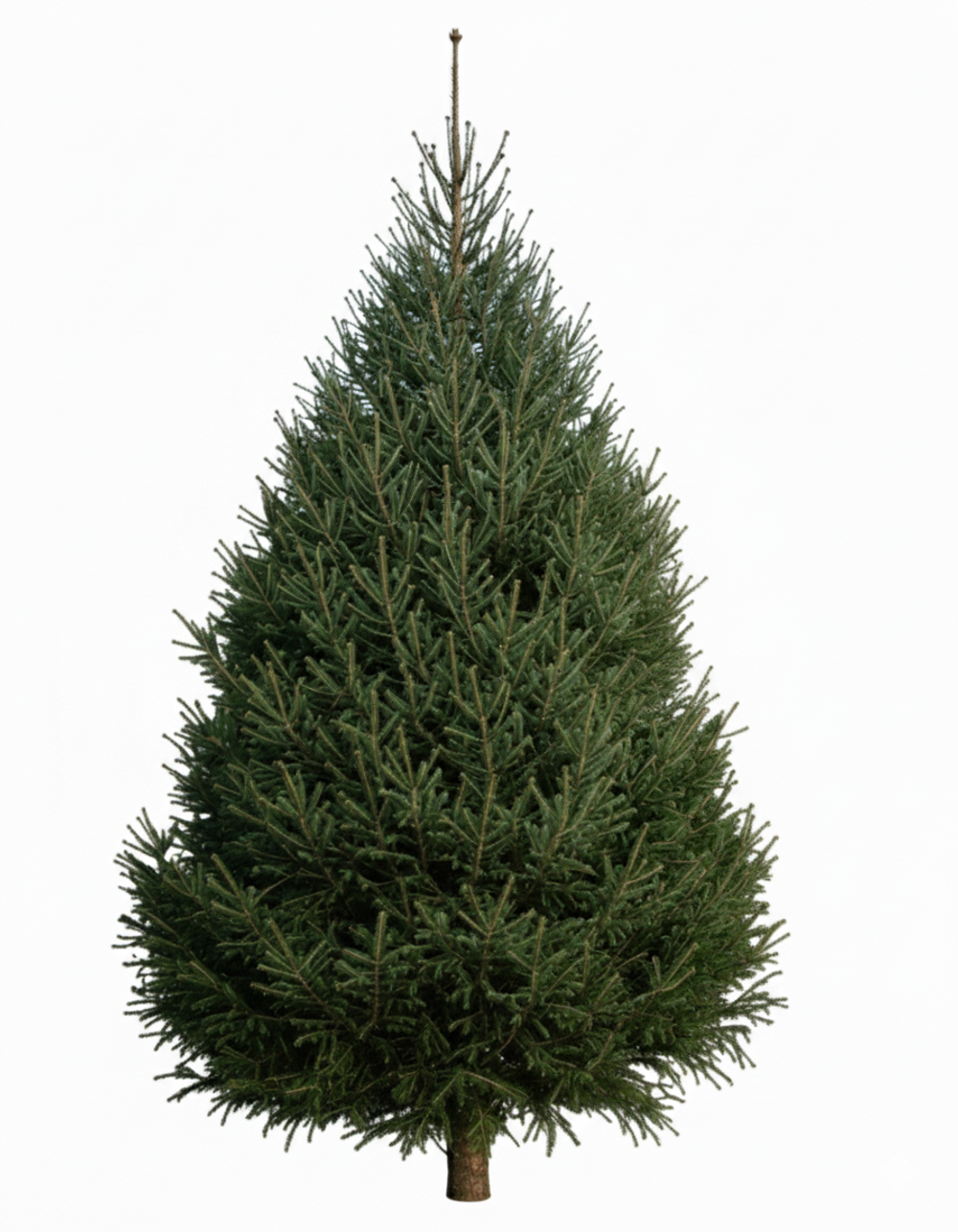 Ель 4/5 м