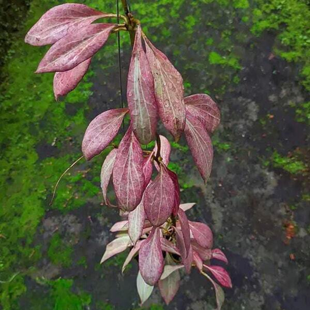 Хойя NEW GUINEA GHOST SUNSTRESS