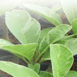 Плюмерия FANCY YELLOW / SILVER LEAF