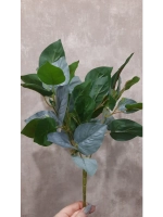 Куст сирени