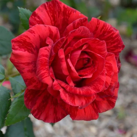 Роза чайно-гибридная Ред Интуиция