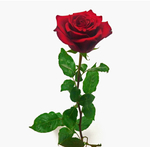 Роза красная Explorer