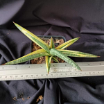 Сансевиерия LAVRANOS YELLOW VAR