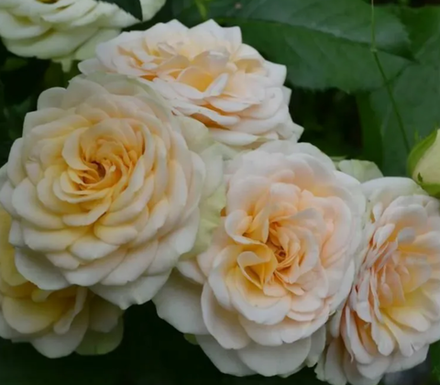 Роза флорибунда Болеро ОКС конец апреля -май 2026