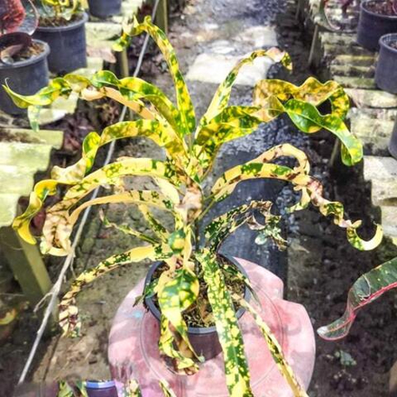 Кротон JAO LAMPANG