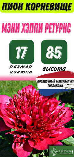 Пион Корневище, Мэни Хэппи Ретурнс
