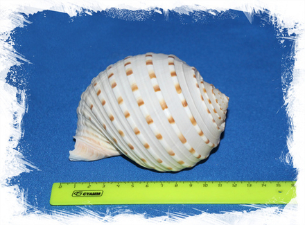 Тонна Долиум 9 - 11 см., 1шт.