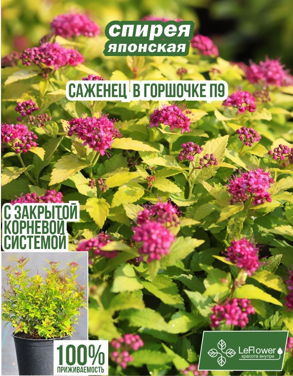 Саженец, Спирея, Японская