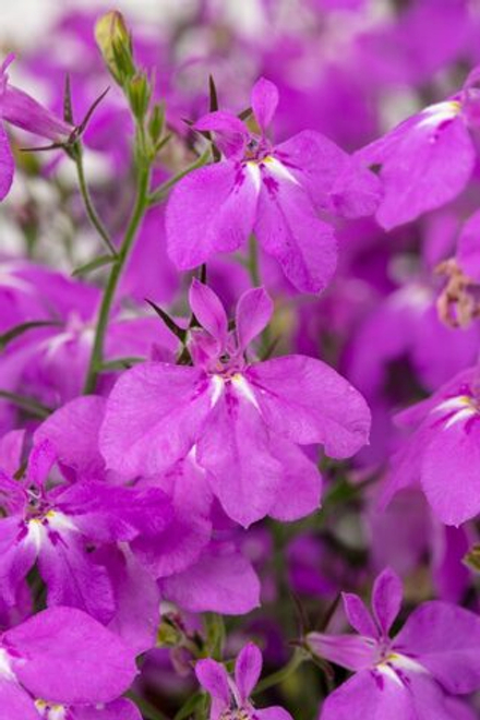 ЕВРО Лобелия Hot Plus Electric Purple укорененный черенок ОКС