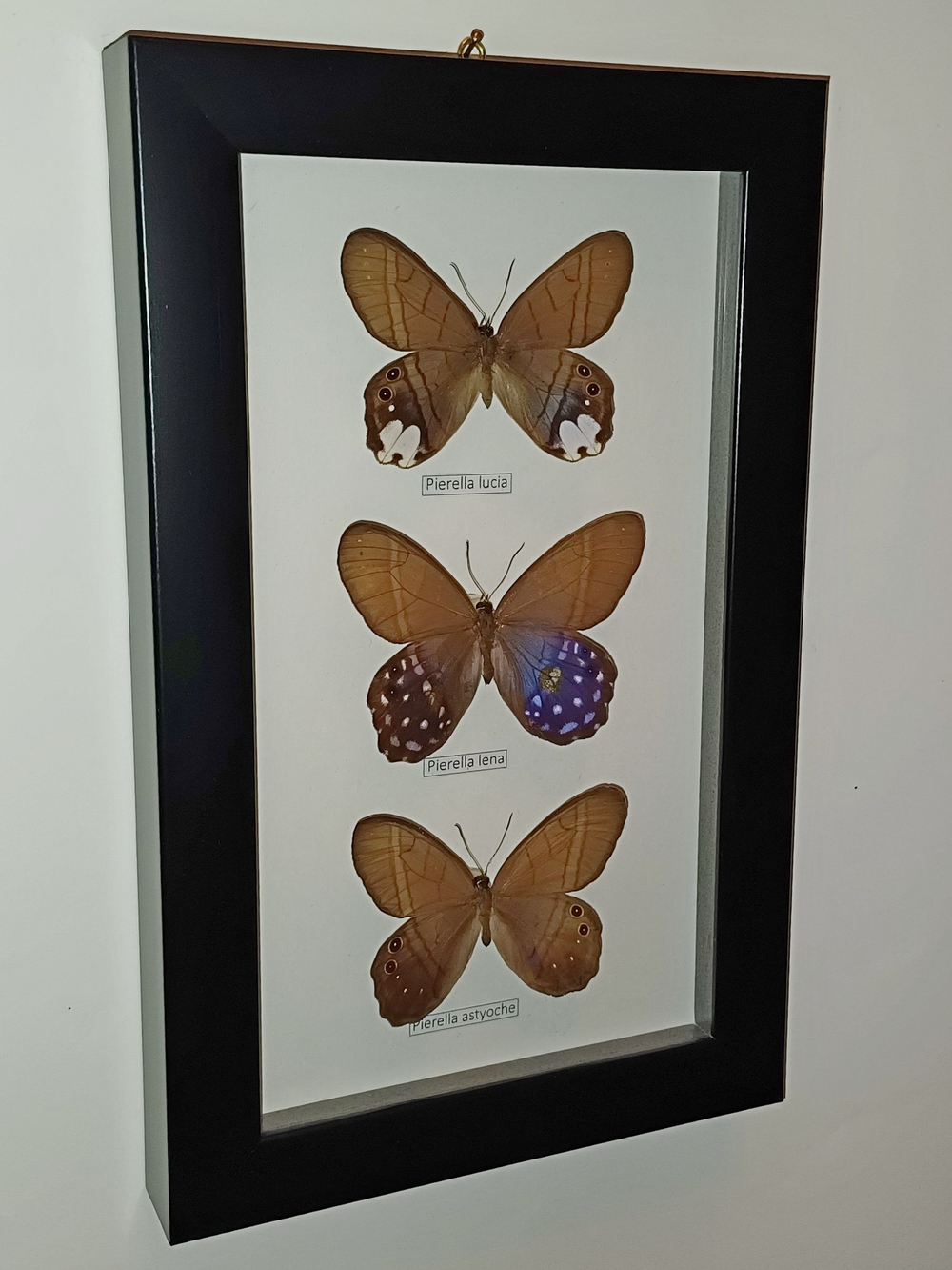 Сатириды в рамке