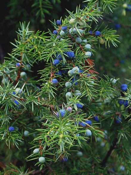 Можжевельник и дым косметическая отдушка