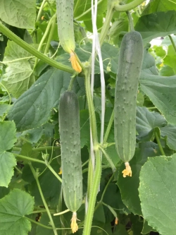 Семена самоопыляемых огурцов Апрельский (ТСХА 98) F1