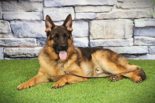 ЯН Из Поместья Боговик 14.10.2024 д.р. - подробнее...→