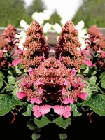 Гортензия метельчатая Инфинити