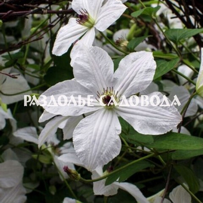 Клематис крупноцветковый Форевер Френдс