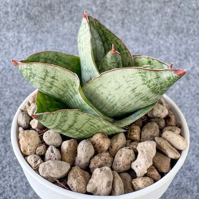 Сансевиерия