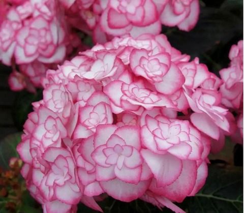 №9 Укорененный черенок Гортензия крупнолистовая МИСС САОРИ (Hydrangea macrophylla 