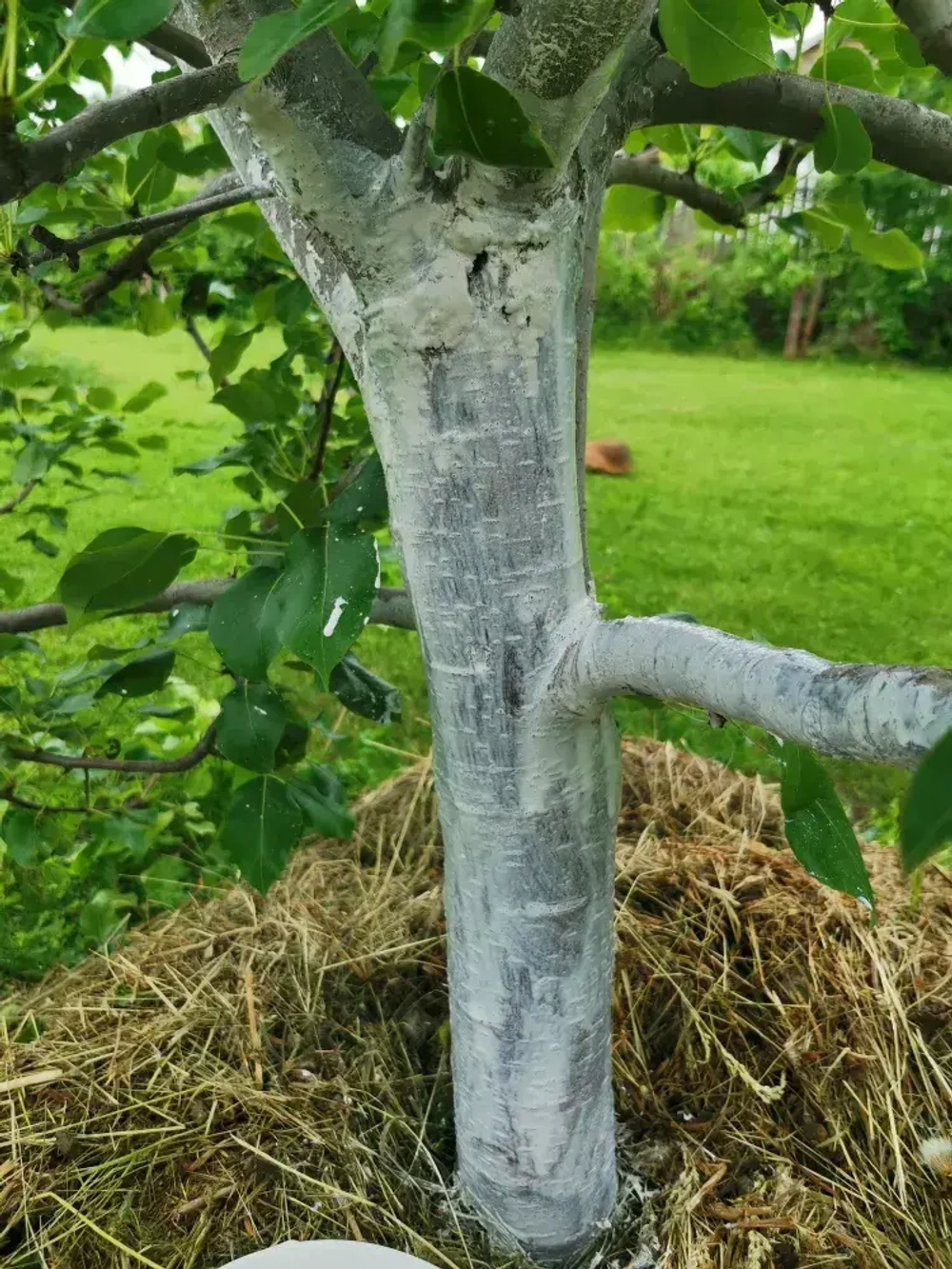 Краска для побелки садовых деревьев ЯРКО САДОВОД, белая матовая, 2,5 кг