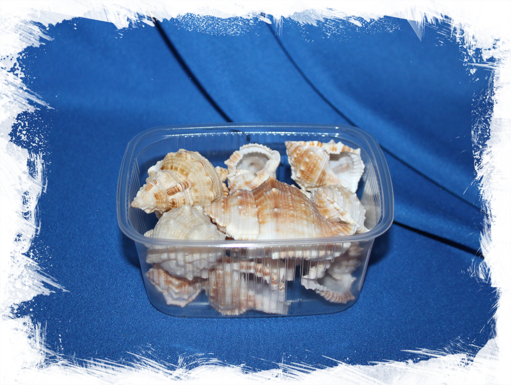 Морские ракушки для поделок и рукоделия