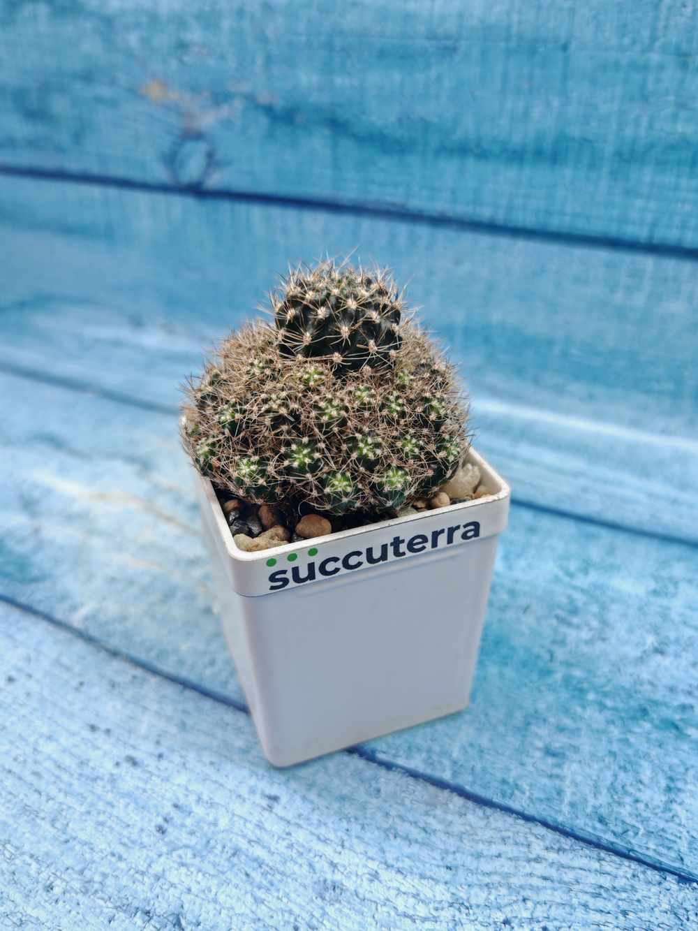 Lobivia Van Der Hoeven (Лобивия)