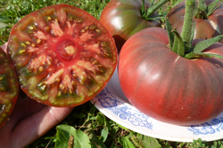 Помидоры – Фермерский Чёрный