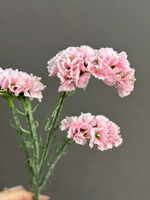 Статица розовая (h64 см)