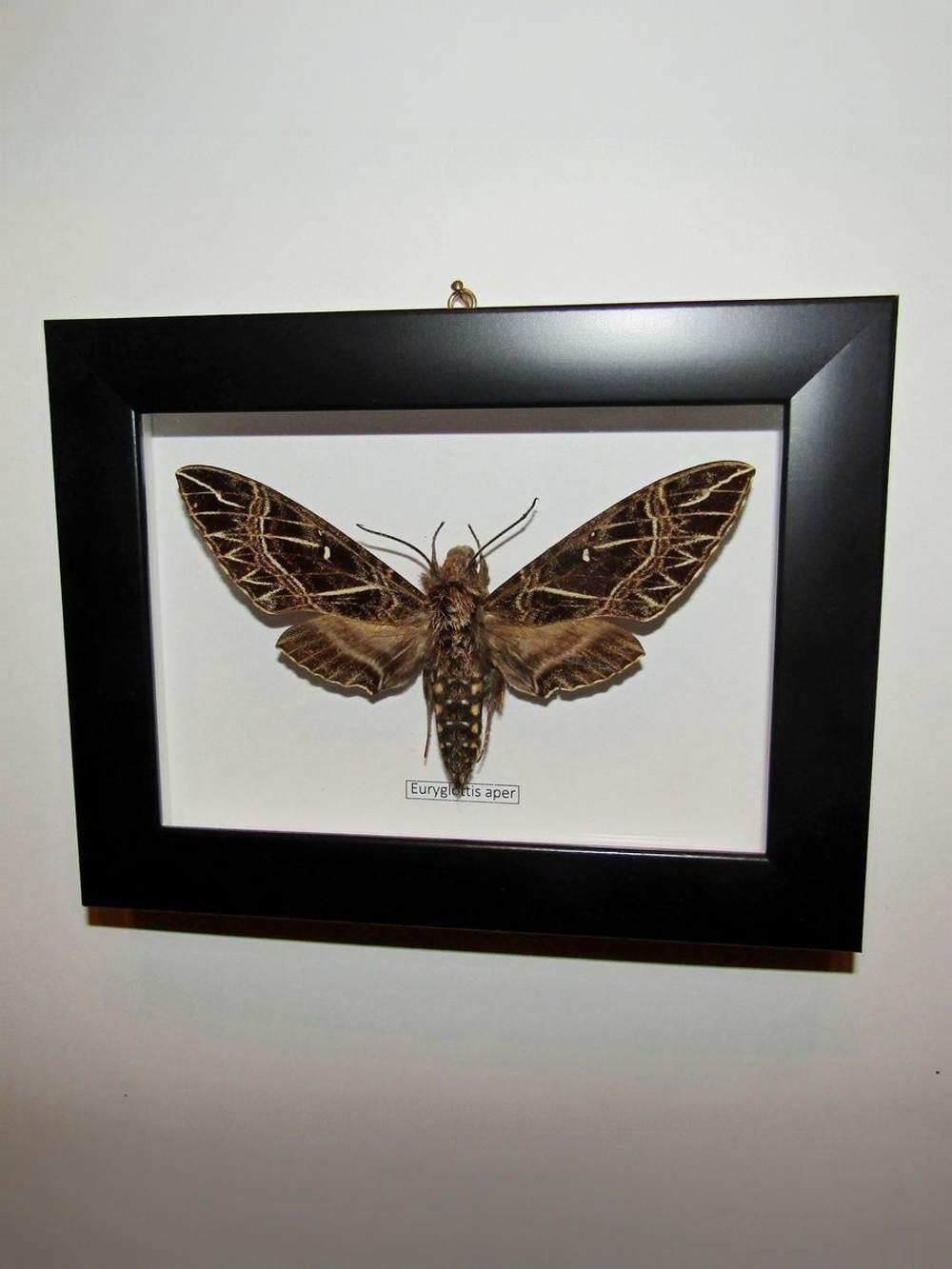 Бражник Euryglottis aper в рамке