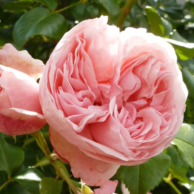 Роза плетистая Джардина "Giardina"