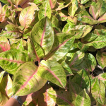 Аглаонема PINK GOLD