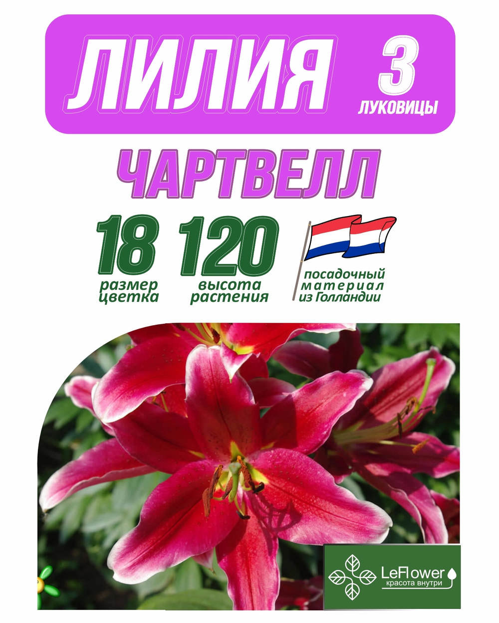 Лилия Луковица, Чартвелл, 3 шт