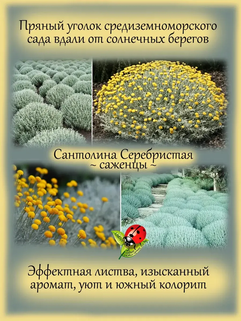 Сантолина Серебристая вечнозелёная
