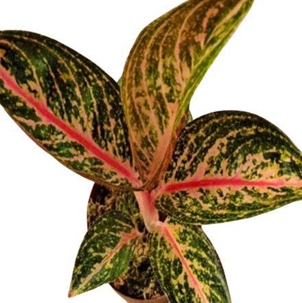 Аглаонема Найтспаркл