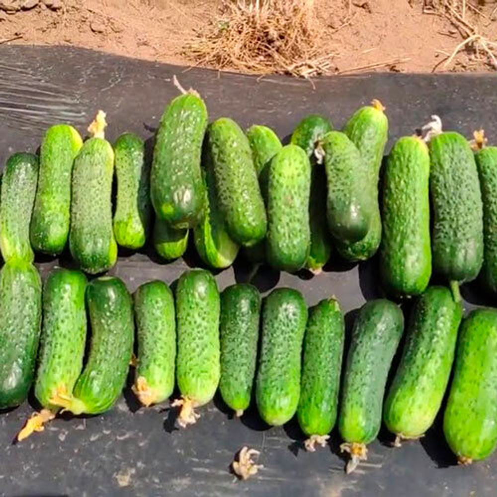 огурец Сибат F1