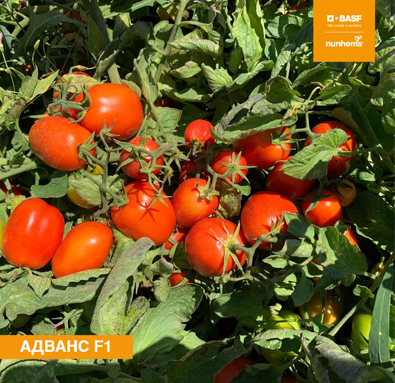 Адванс F1 семена томата детерминантного (Nunhems / Нюнемс) продукт