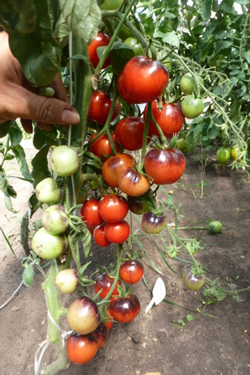 Помидоры - Blueberry Tomato - Черника