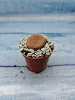 Lithops sp. (Литопсы)
