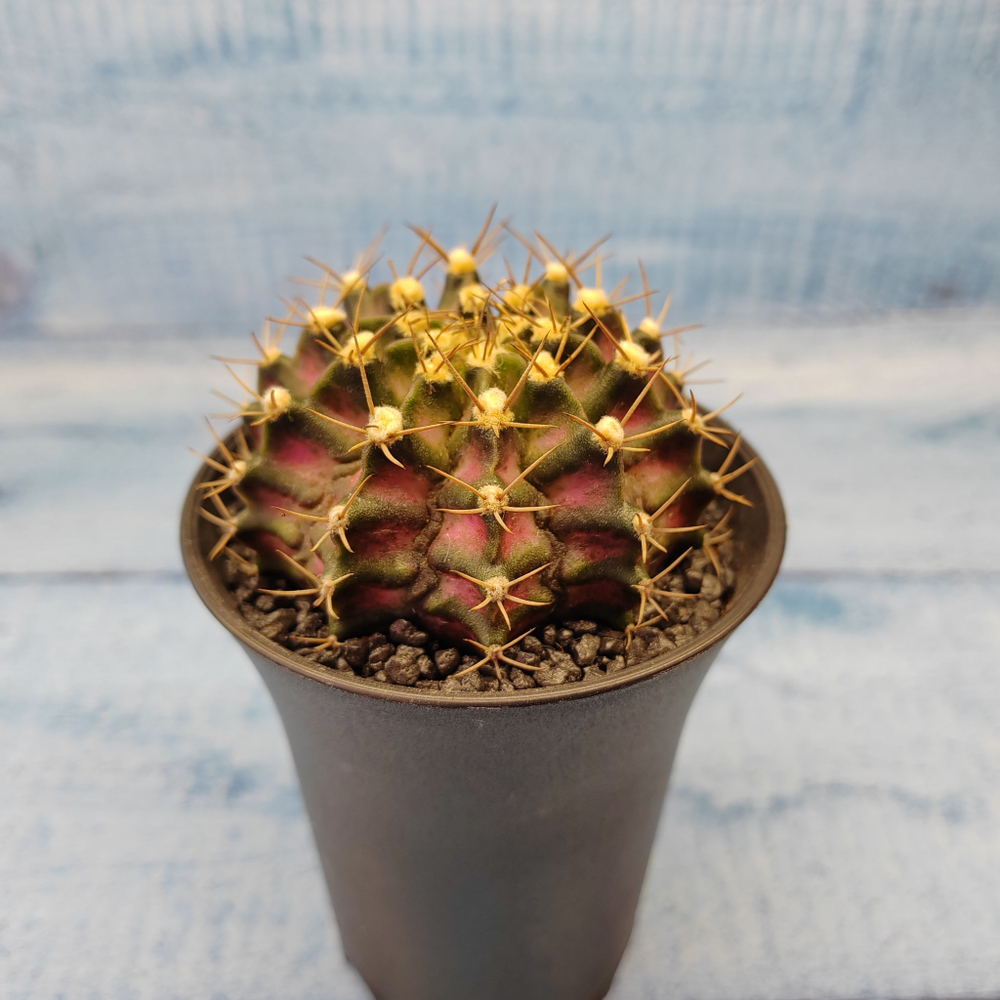 Gymnocalycium T-Rex Pink hybride (Гимнокалициум T-rex)