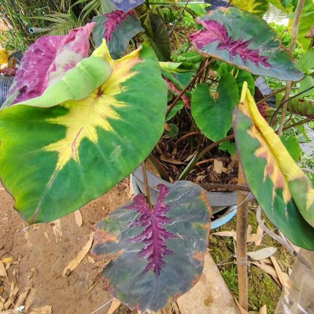 Колоказия RAINBOW BUTTERFLY