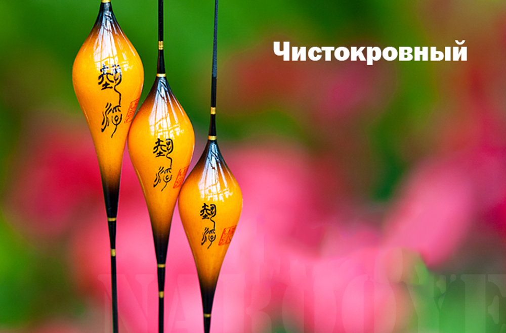 Чистокровный
