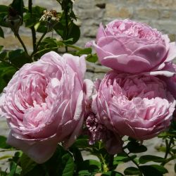 Спирит Оф Фридом (Spirit Of Freedom)