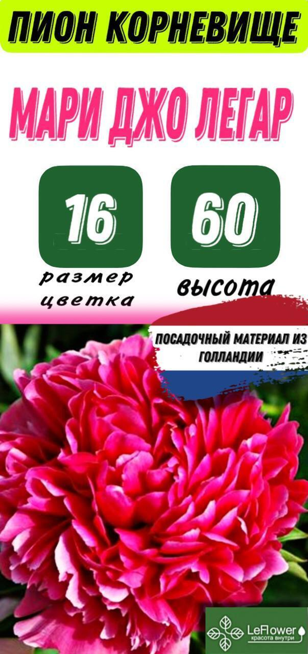 Пион Корневище, Мари Джо Легар, 1-3почки, 1шт