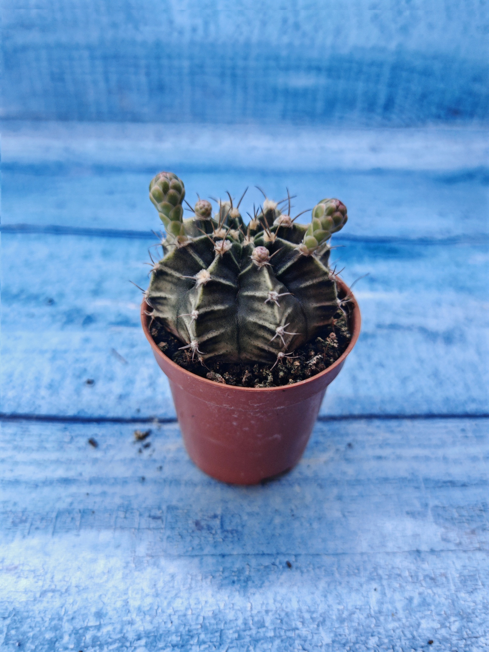 Gymnocalycium Friedrichii (Гимнокалициум)